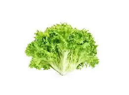 CICORIA SCAROLA (DOLCE)