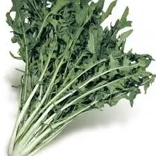CICORIETTA