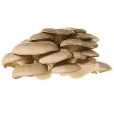 FUNGHI PLEUROTUS