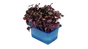 GERMOGLI SAKURA MIX