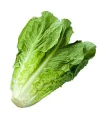 INSALATA LATTUGA ROMANA