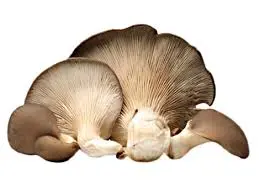 [F83] FUNGHI CARDONCELLI