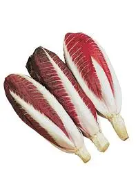 [F102] RADICCHIO TREVISANO